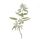 Salvia officinalis